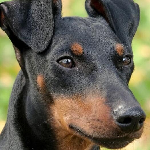 Manchester Terrier Dog Breed Information Purina